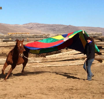 Confident horse walking over tarp